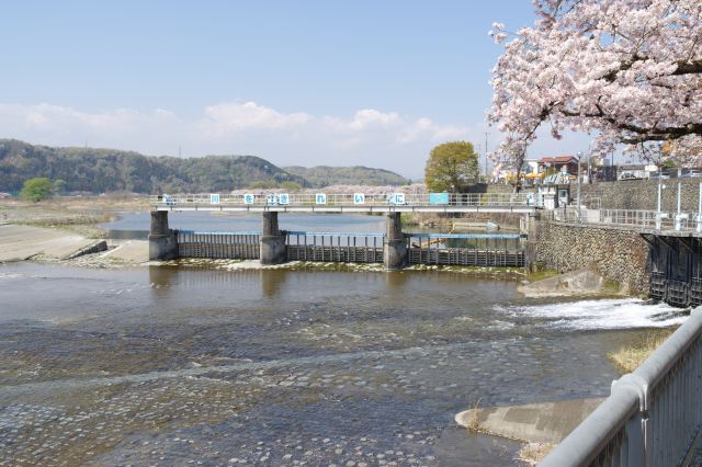 羽村取水堰と桜の写真ページ