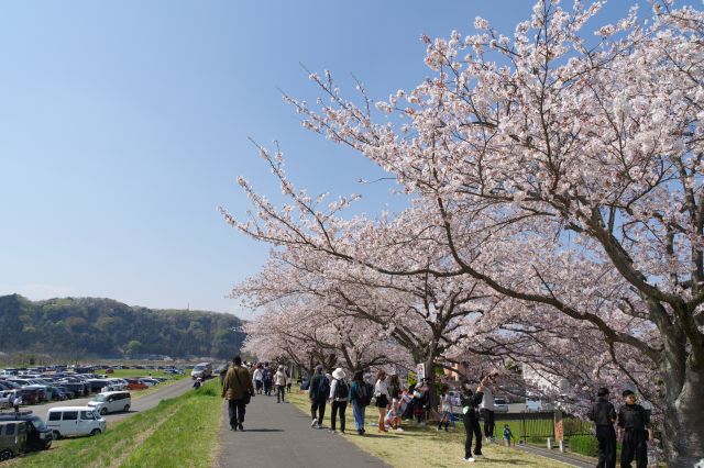 羽村・大正土手の桜の写真ページ
