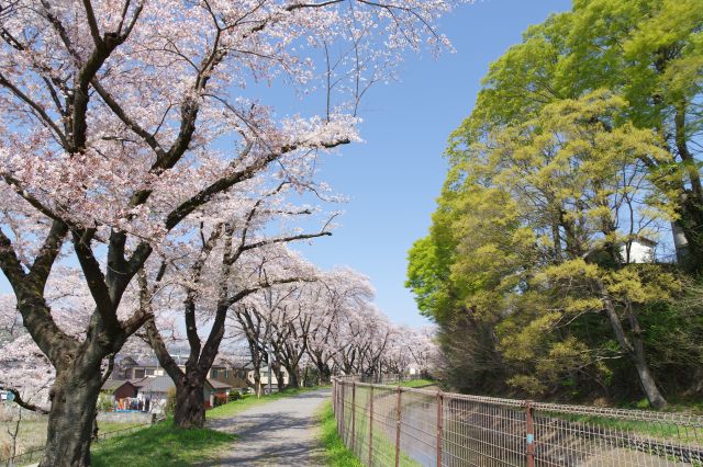 玉川上水の桜（羽村市）の写真ページ