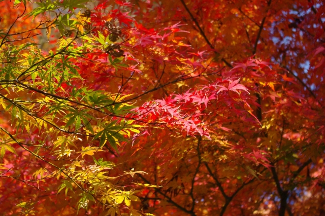 鎌倉・円覚寺の紅葉