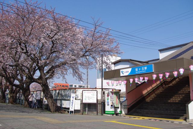 小田急桜ヶ丘駅付近の桜