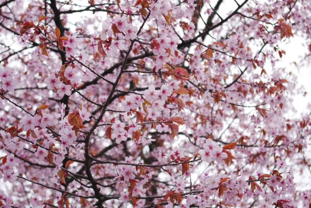 旭山公園の桜
