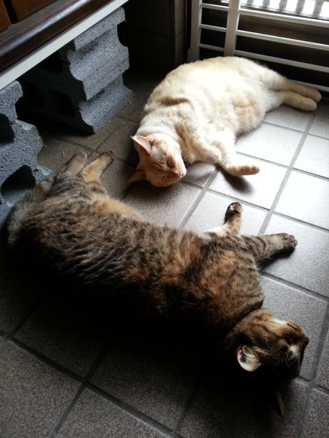 玄関の冷たいタイルで伸びる猫達