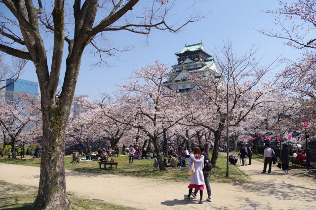 大阪城・西の丸庭園の桜