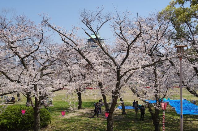 大阪城・西の丸庭園の桜