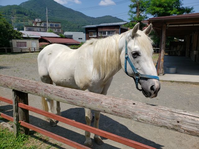 小室浅間神社の馬