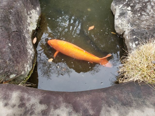 達磨寺の鯉