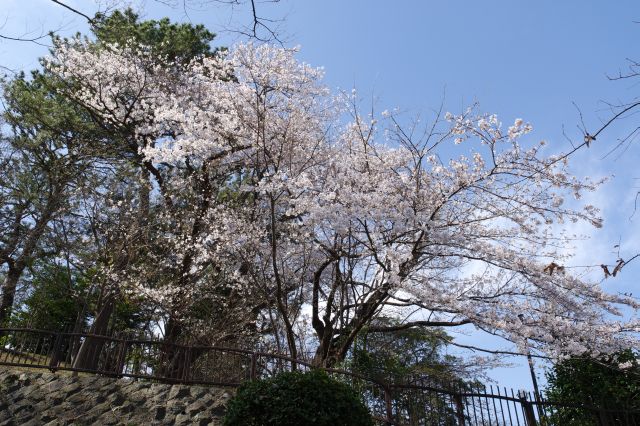 多摩川台公園・桜