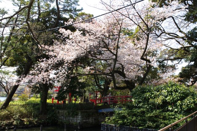 洗足池・厳島神社の桜