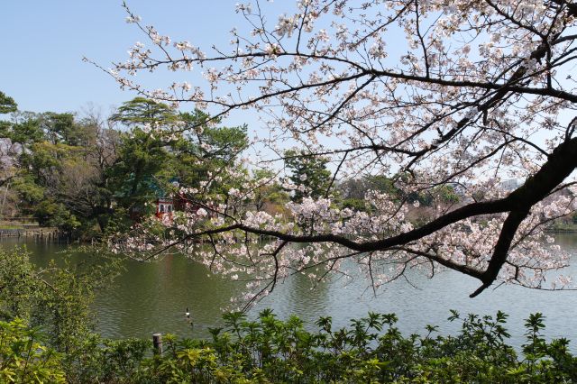 洗足池・桜の枝
