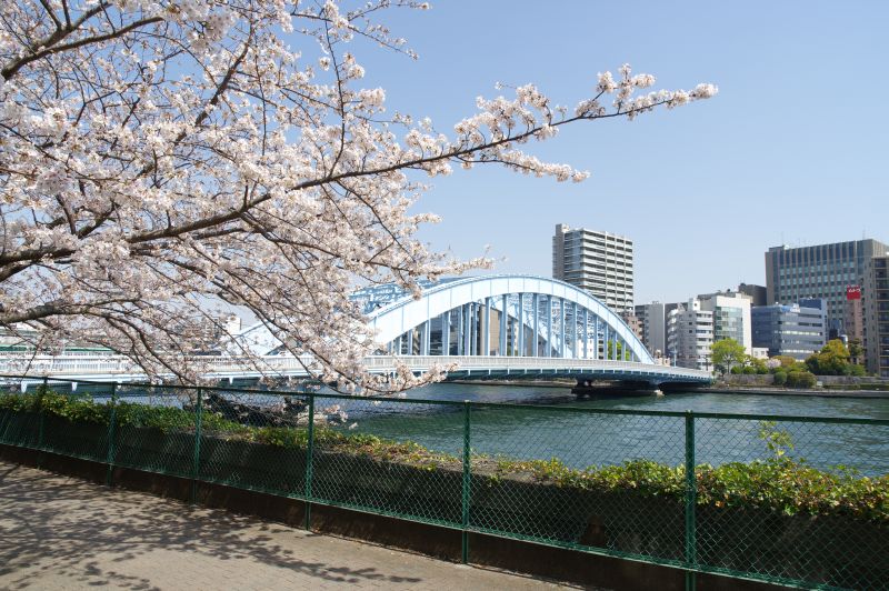 新川公園の桜