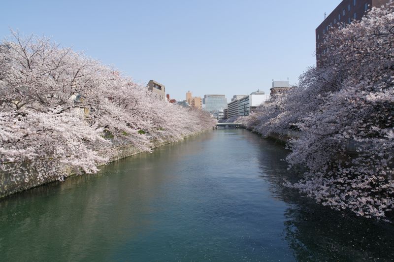 大横川の桜