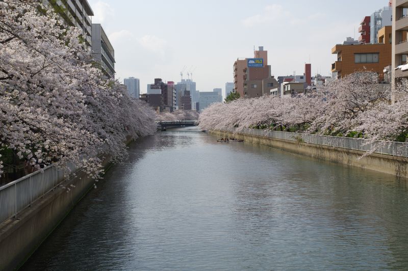 大横川の桜