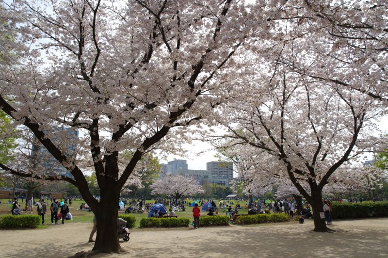 木場公園の桜