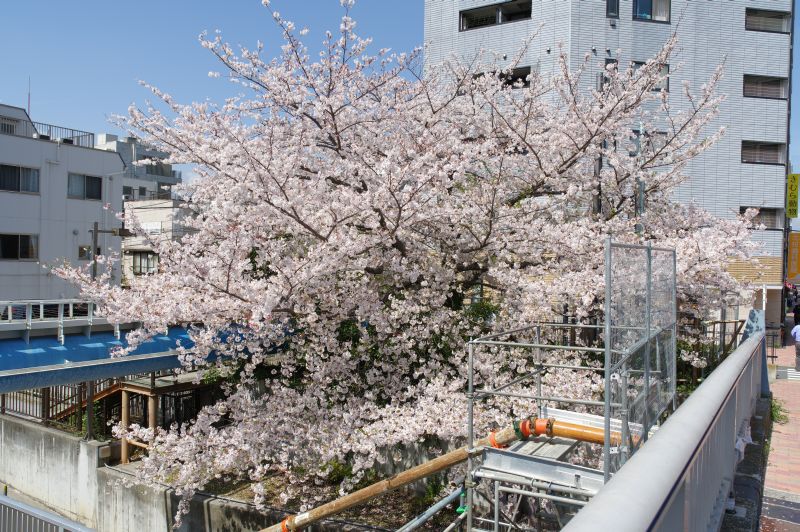 小名木川の桜