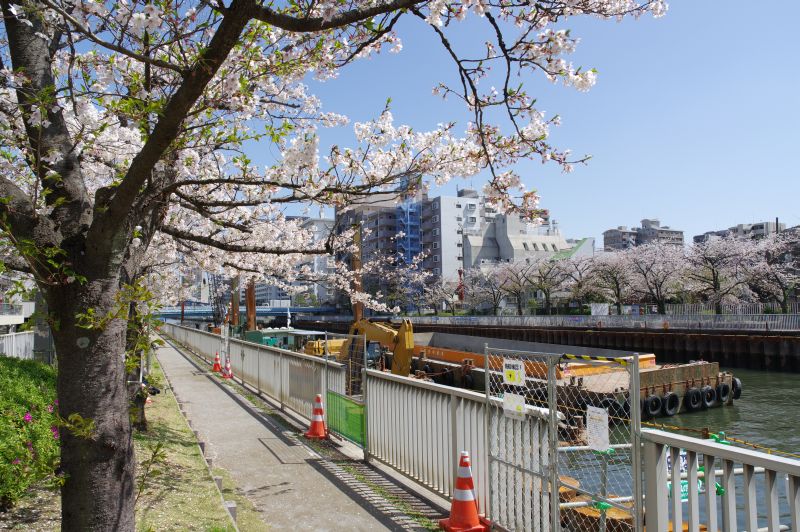 小名木川の桜