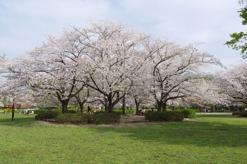 猿江恩賜公園の桜