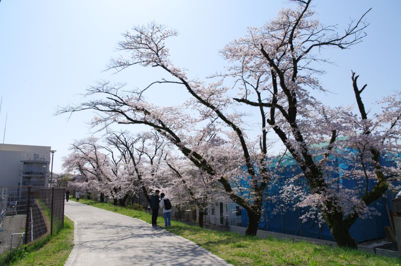 羽村・玉川上水沿いの桜