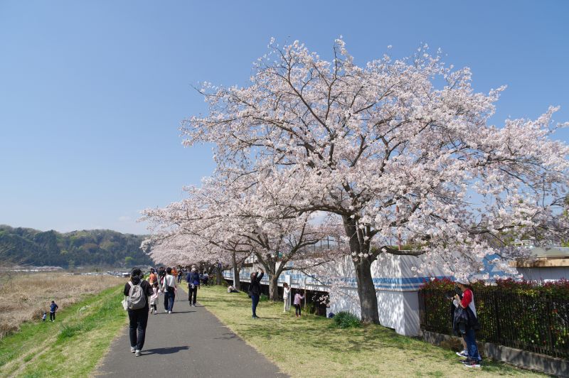 羽村・大正土手の桜