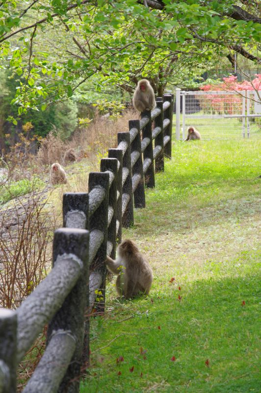 通洞公園