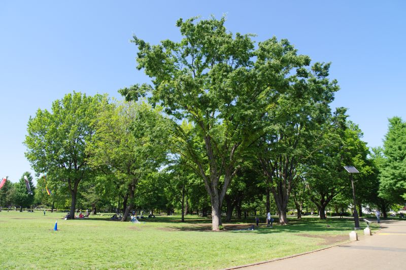 都立国分寺公園