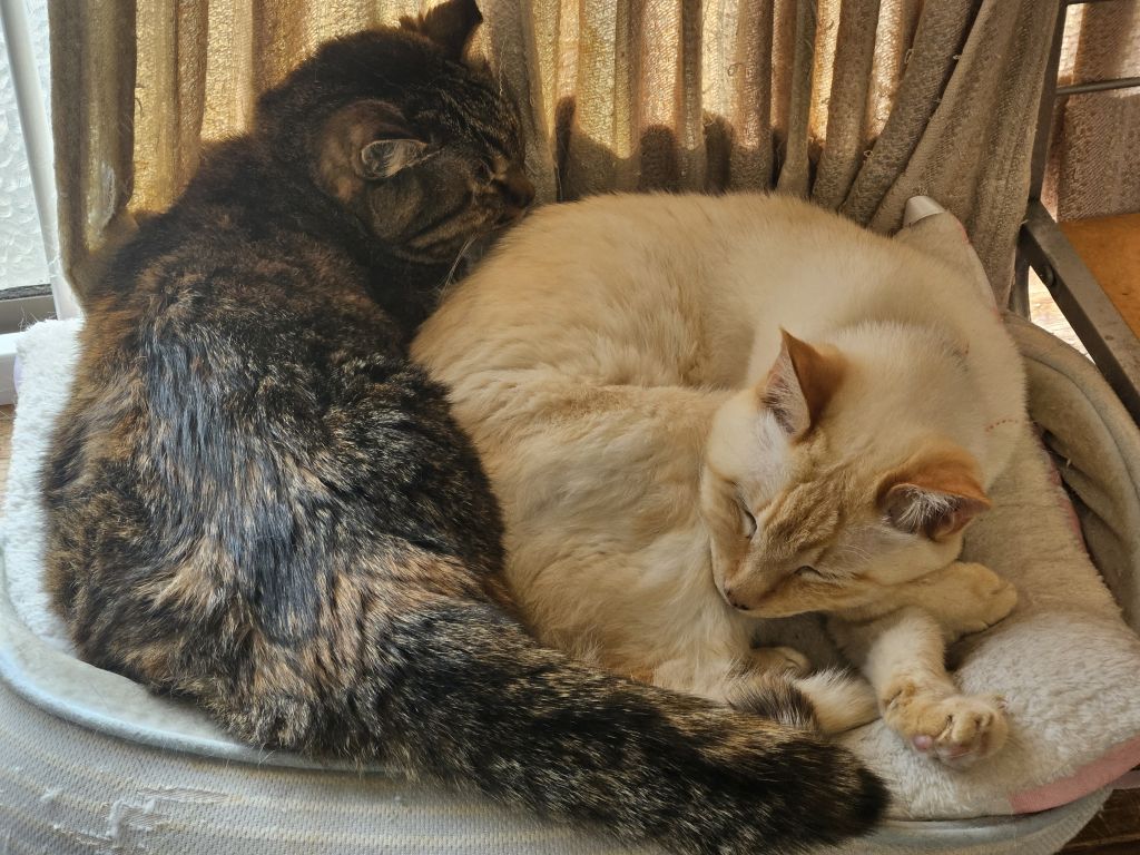 猫達