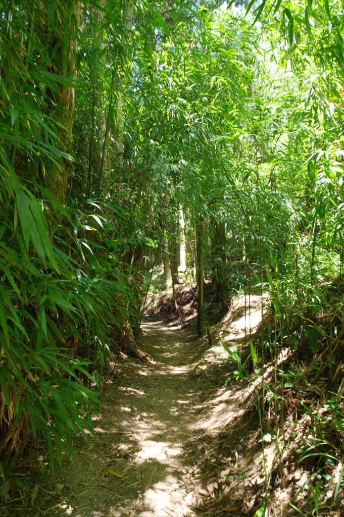 月山富田城・鬱蒼とした道