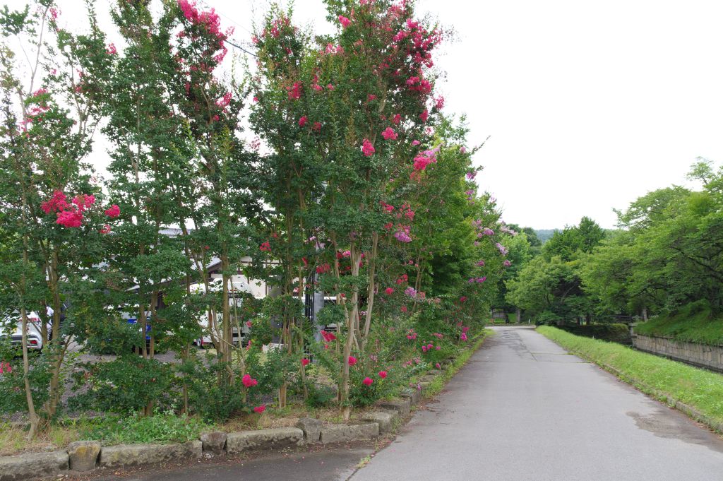 龍岡城・百日紅