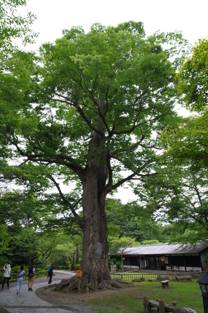 小諸城(懐古園)・ケヤキ