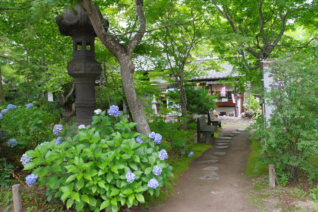 小諸城(懐古園)・山城館とあじさい