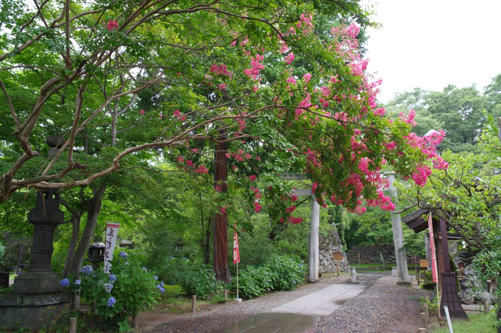 小諸城(懐古園)・百日紅とあじさい