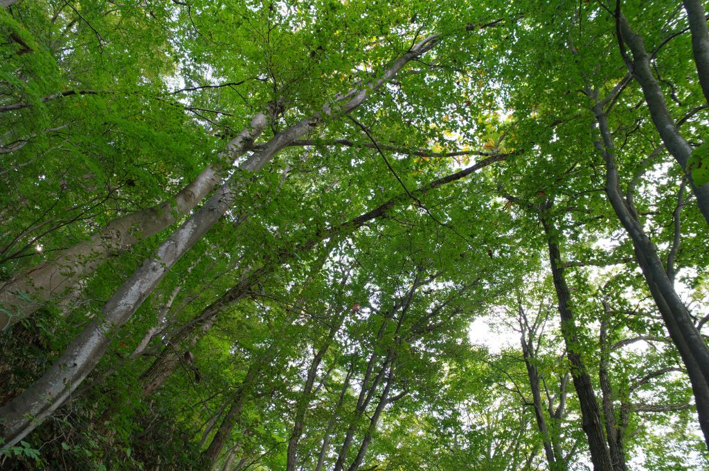 村上城・頭上の豊かな緑