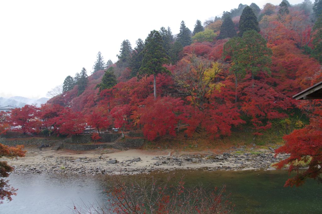 香嵐渓・川に突き当たり対岸の紅葉