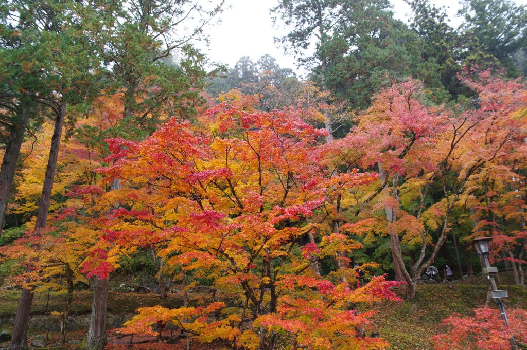 香嵐渓・対岸頭上の紅葉