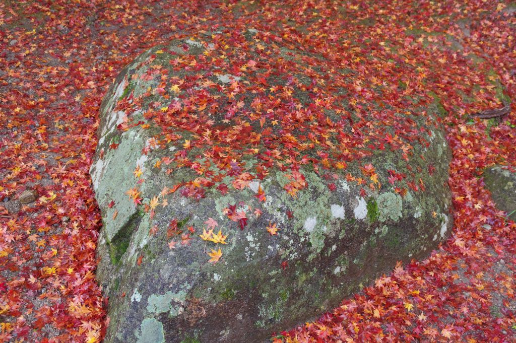 香嵐渓・紅葉の落ち葉