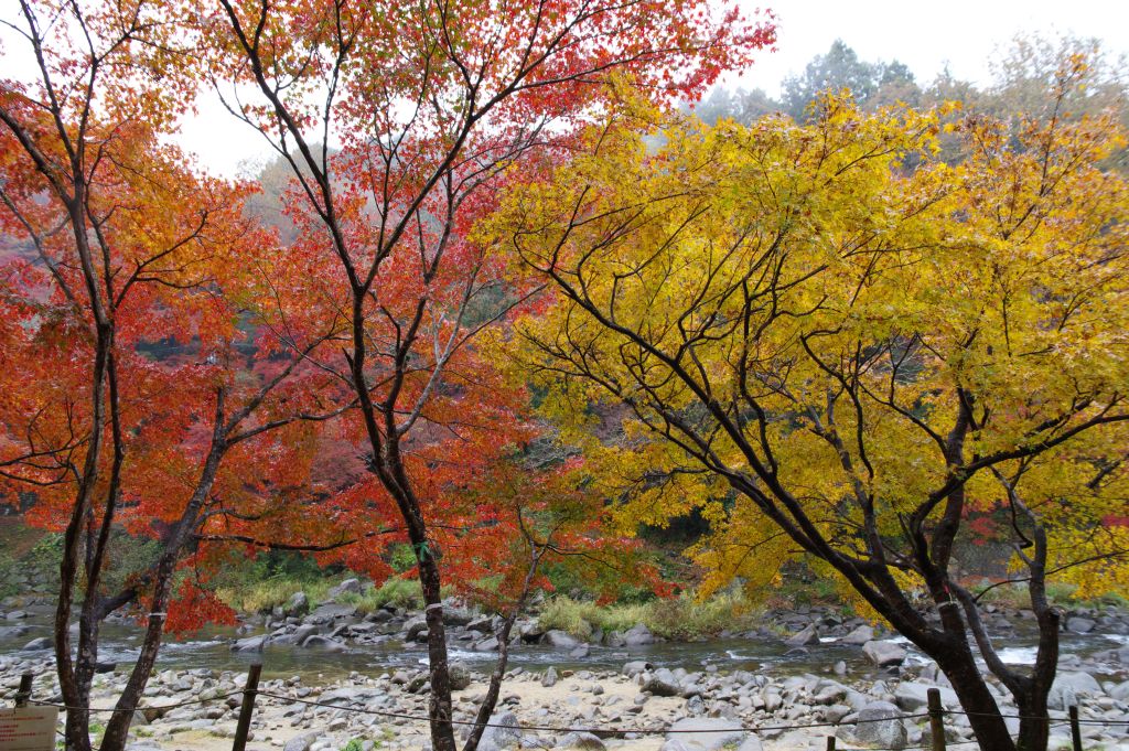 香嵐渓・川沿いの紅葉