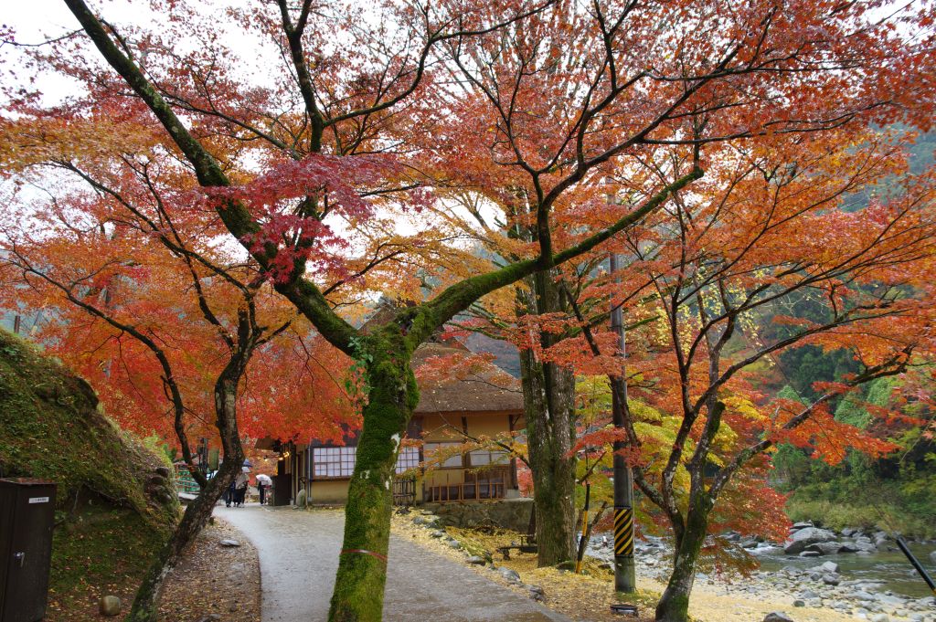 香嵐渓・川沿い紅葉の道