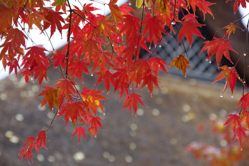 香嵐渓・紅葉と雨のしずく