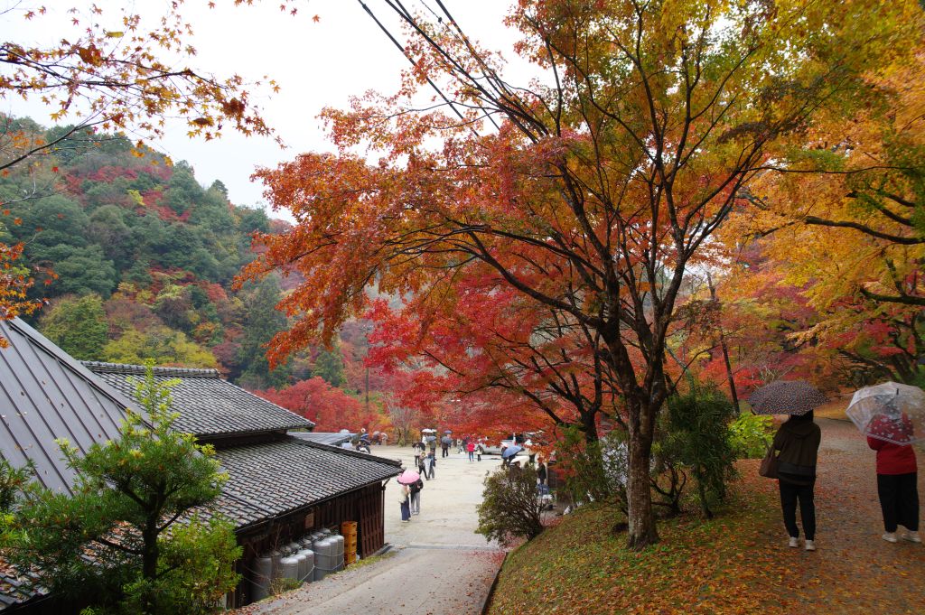 香嵐渓・広場上の紅葉