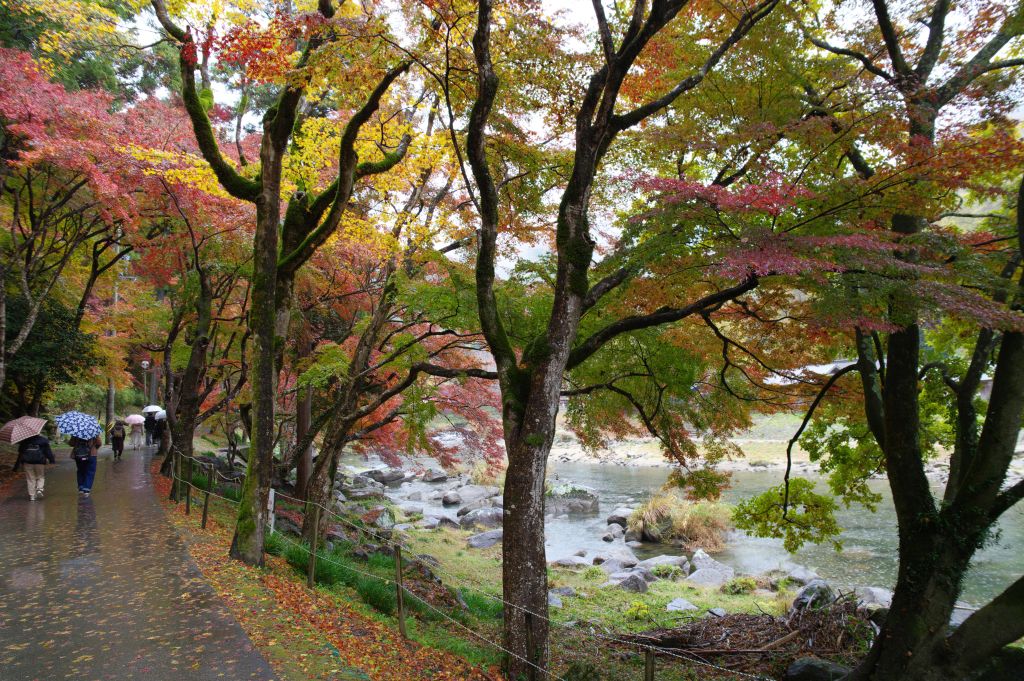 香嵐渓・川沿いの様々な色の紅葉