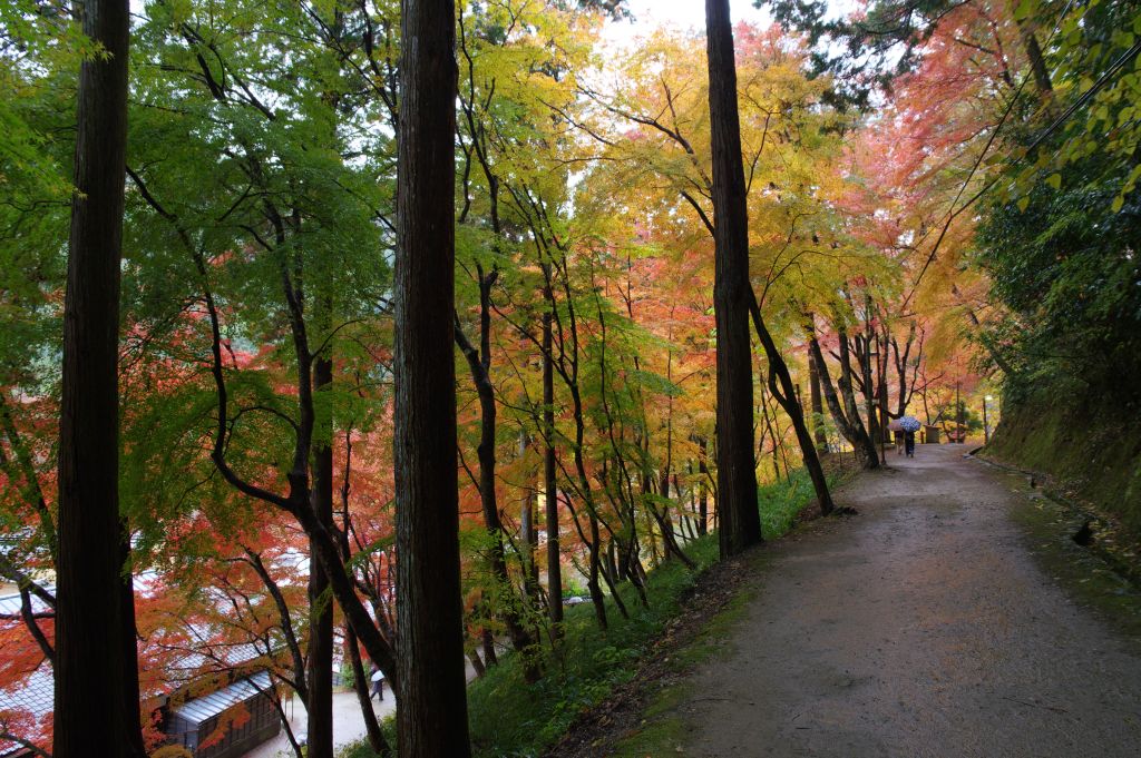 香嵐渓・様々な色の紅葉