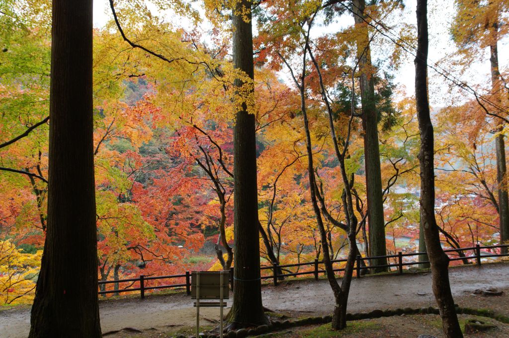 香嵐渓・木々と紅葉
