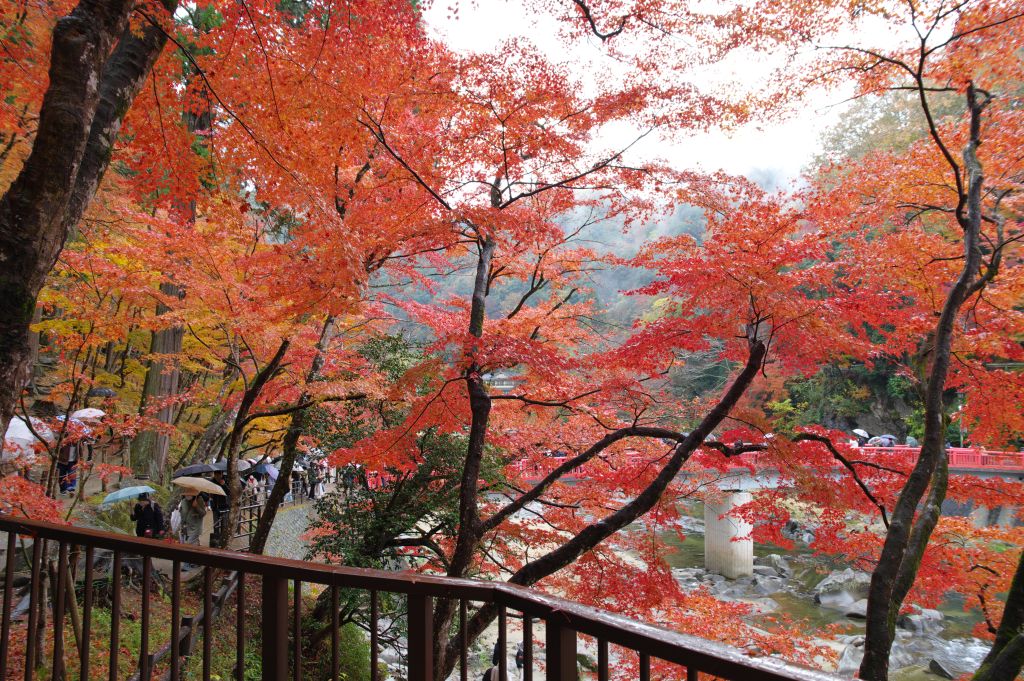香嵐渓・もみじのトンネル