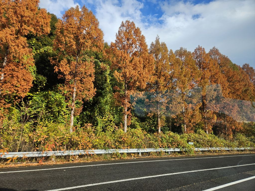 道中の紅葉