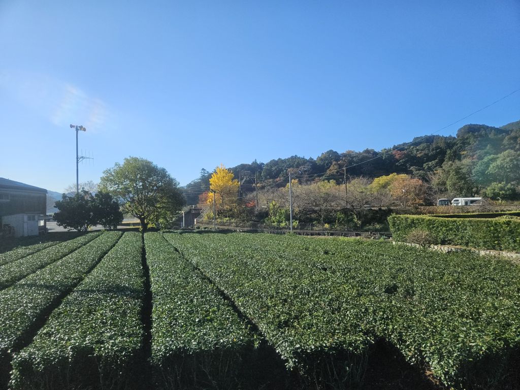 大井川沿いバス車窓・茶畑