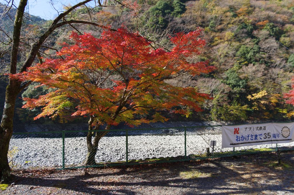 アプトいちしろ駅・紅葉の木と幕