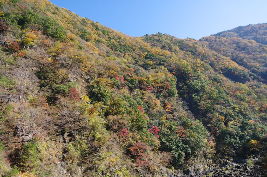 井川線・アプトいちしろ駅付近の山