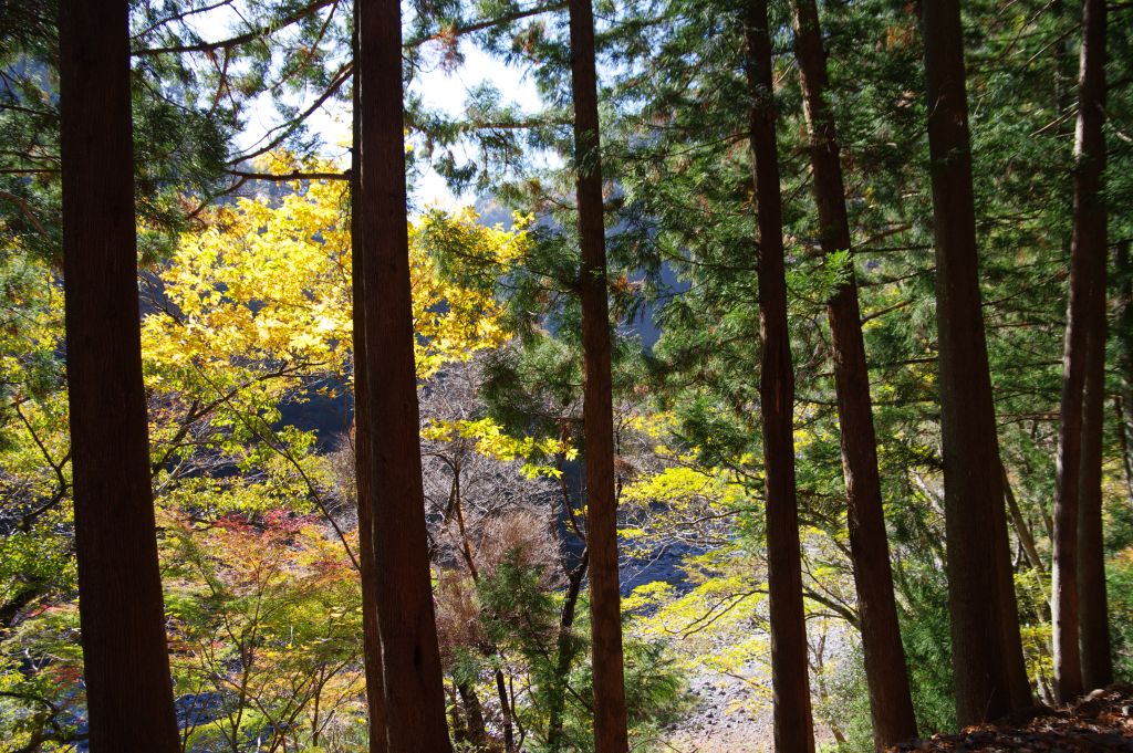 井川線・沿線の林