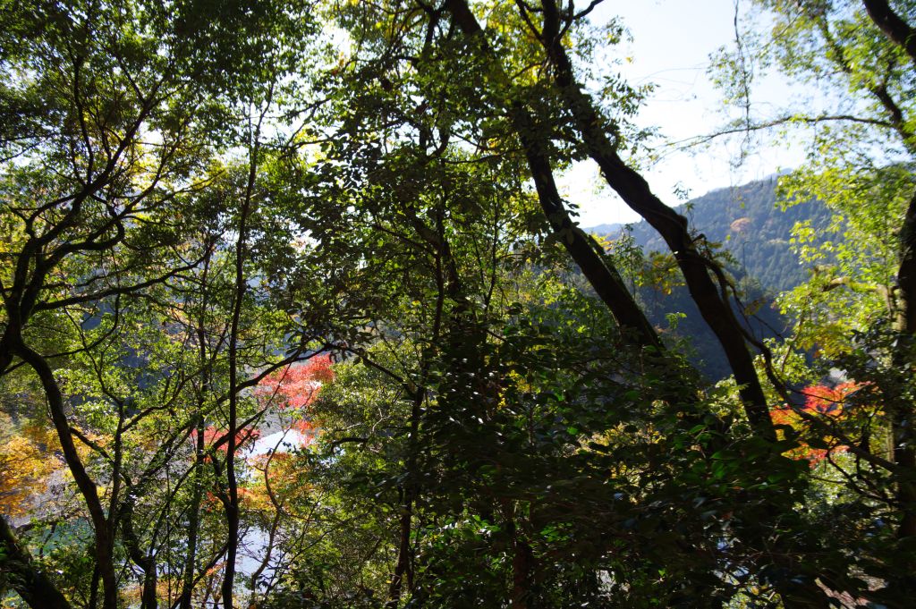 井川線・沿線の木々