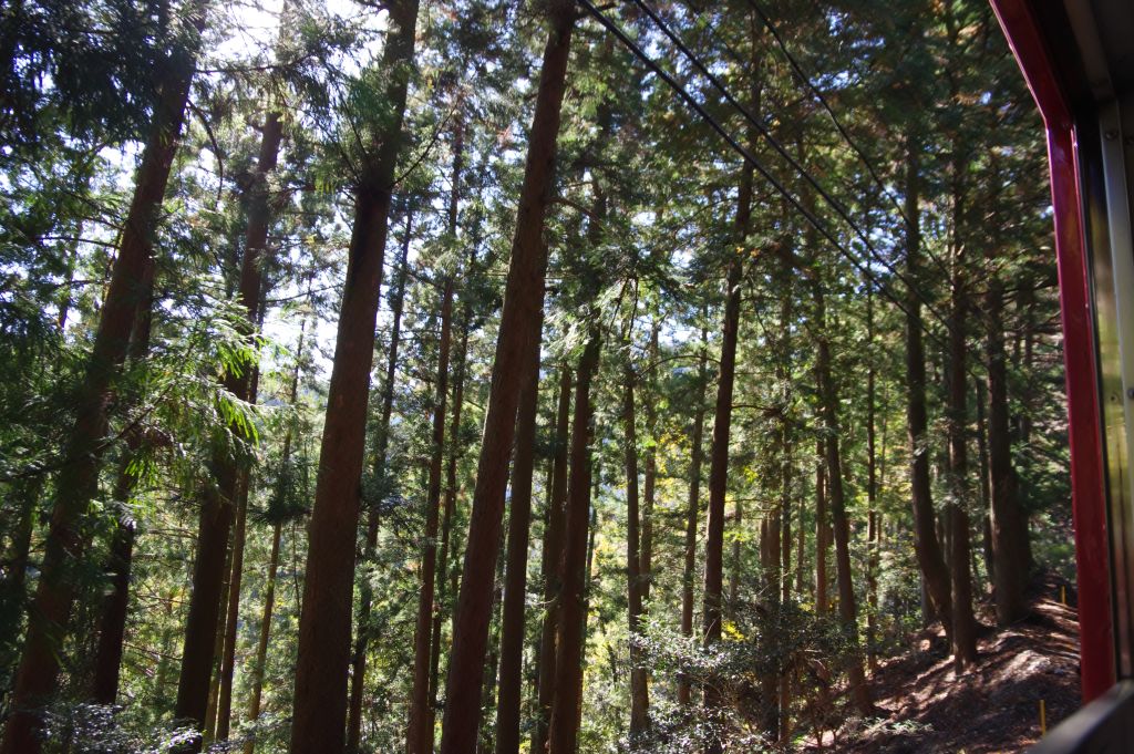 井川線・沿線の木々